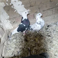 کبوترتهرانی