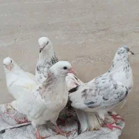 کبوتر پاک سفید.کله ماستی.پرشی|پرنده|لنگرود, |دیوار