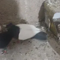 همه نمونه کبوتر از ۸۰۰|پرنده|شیراز, فرهنگ شهر|دیوار