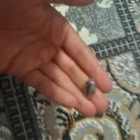 نگین|جواهرات|زرند, |دیوار