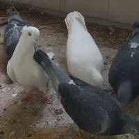 کبوتر