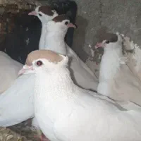 خال قاجار، کپه سر ، گل به سر . جوجه های این فصل|پرنده|بروجرد, |دیوار