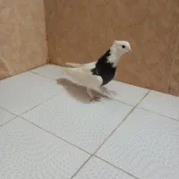 کفتر طوقی نر|پرنده|تربتحیدریه, کلاته توکلی|دیوار