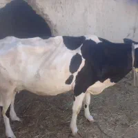 گاو خوب|حیوانات مزرعه|هیدوچ, |دیوار