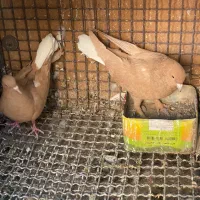 چهار جفت دمسفید با چپ سیا|پرنده|زرند, |دیوار