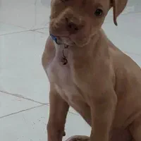 پیبول