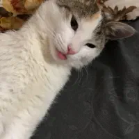 واگذاری رایگان