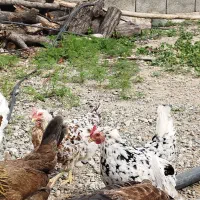 فروش تخمرغ گلین بافت