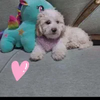 سگ پودل توی فوری فوری ارزان