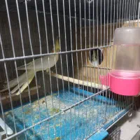 عروس هلندی ومرغ عشق انگلیسی|پرنده|دهگلان, |دیوار