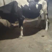 گاو گوساله افتاده زمین گیر