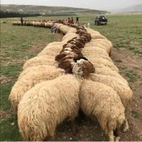 کشک کوردستان بانه