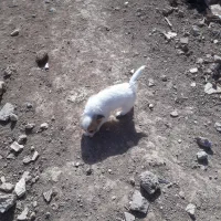 شیتیزو|سگ|زرندیه, |دیوار