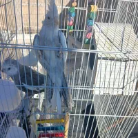 عروس هلندی|پرنده|قم, قلعه کامکار|دیوار