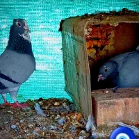 جفت سبزپلنگ