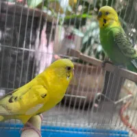 یک جفت مرغ عشق