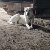 واگذاری توله آلابای