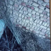 نهال/نهال گردو