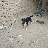 سگ باهوش|سگ|کبودرآهنگ, |دیوار