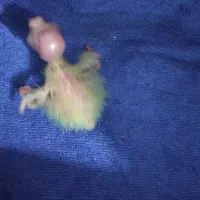 دوتاجوجه عروس هلندی 3روزه لوتینوقیمت خریدم میدم|پرنده|صائین قلعه, |دیوار