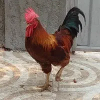 فروش فوری مرغ و خروس