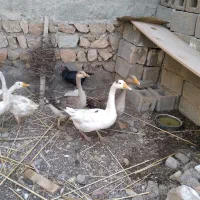 غاز دورگ|حیوانات مزرعه|دره شهر, |دیوار