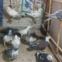 کبوتر|پرنده|زبرخان, |دیوار