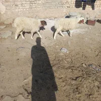 دو عدد بزغاله نرو ماده و ۲ تا بره ماده سبک|حیوانات مزرعه|تربت‌حیدریه, منصوریه|دیوار