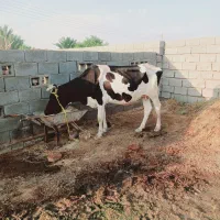 ۲راس گاو فروشی