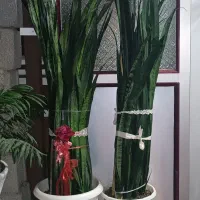 گل و گیاه