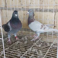 کبوتر جفتی|پرنده|شیراز, گویم|دیوار