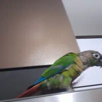 گرینچیک نر|پرنده|تهران, دستغیب|دیوار