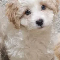 سگ خونگی|سگ|فولادشهر, B5|دیوار