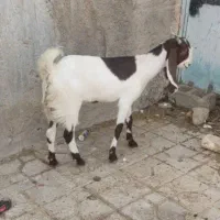 بز ماده گلابی|حیوانات مزرعه|زهک, |دیوار