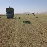 یونجه خشک و درجه یک|عمدهفروشی|شیرینسو, |دیوار