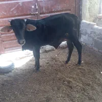 گوساله نر نافی