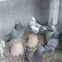 کبوترپرپریده آسمانی|پرنده|فرخ‌شهر, |دیوار