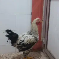 خروس|حیوانات مزرعه|اهواز, دغاغله|دیوار