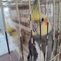 دوتا عروس هلندی