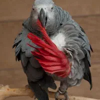 طوطی کبوتر گم شده