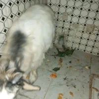 بزغاله ماده|حیوانات مزرعه|کرمانشاه, |دیوار