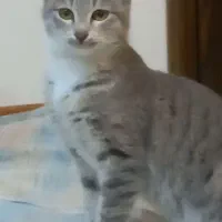 واگذاری گربه رایگان