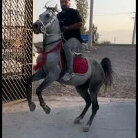 نریان اصیل کرد سواریدار و پرخون|اسب و تجهیزات اسبسواری|سراب, |دیوار