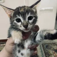 واگذاری بچه گربه
