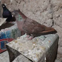 سرخ ماده تازه بالغ