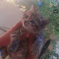 دو گربه ناز خوشکل واگزاری رایگان