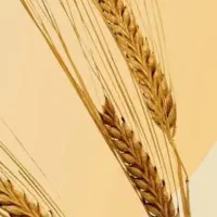 ۷ گونی جو