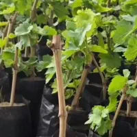 قلمه انگور وانجیر