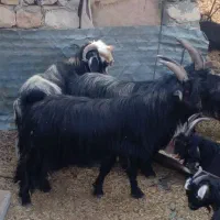 چپش نر|حیوانات مزرعه|اندیمشک, |دیوار