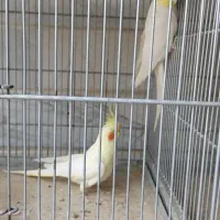 عروس هلندی جفت